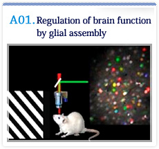 Regulation of brain function by glial assembly