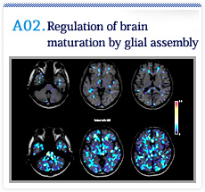 Regulation of brain maturation by glial assembly