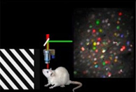In vivo imagingによる大脳皮質でのグリア・ニューロンカルシウム計測