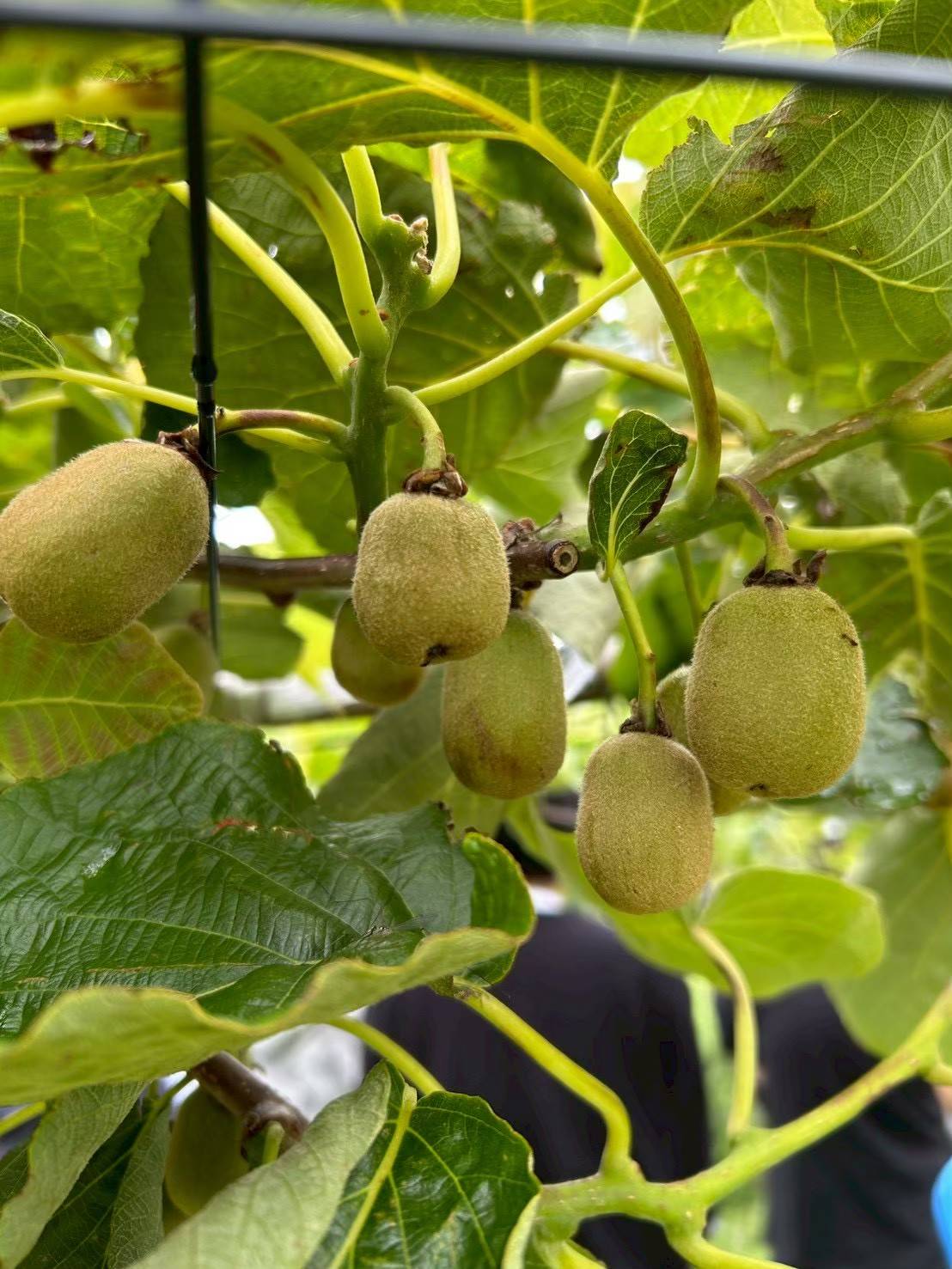 🥝