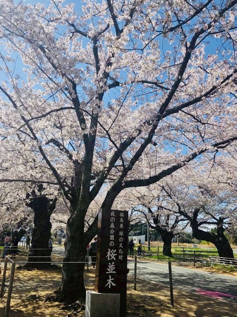 夜の森桜並木 看板