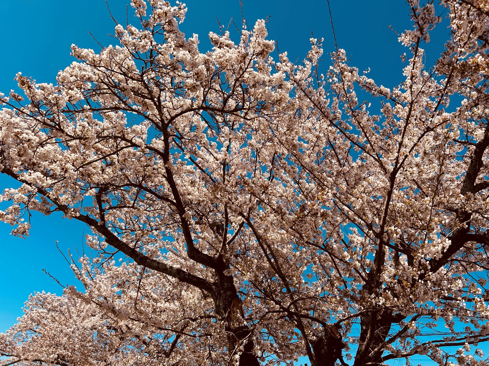 青空と桜