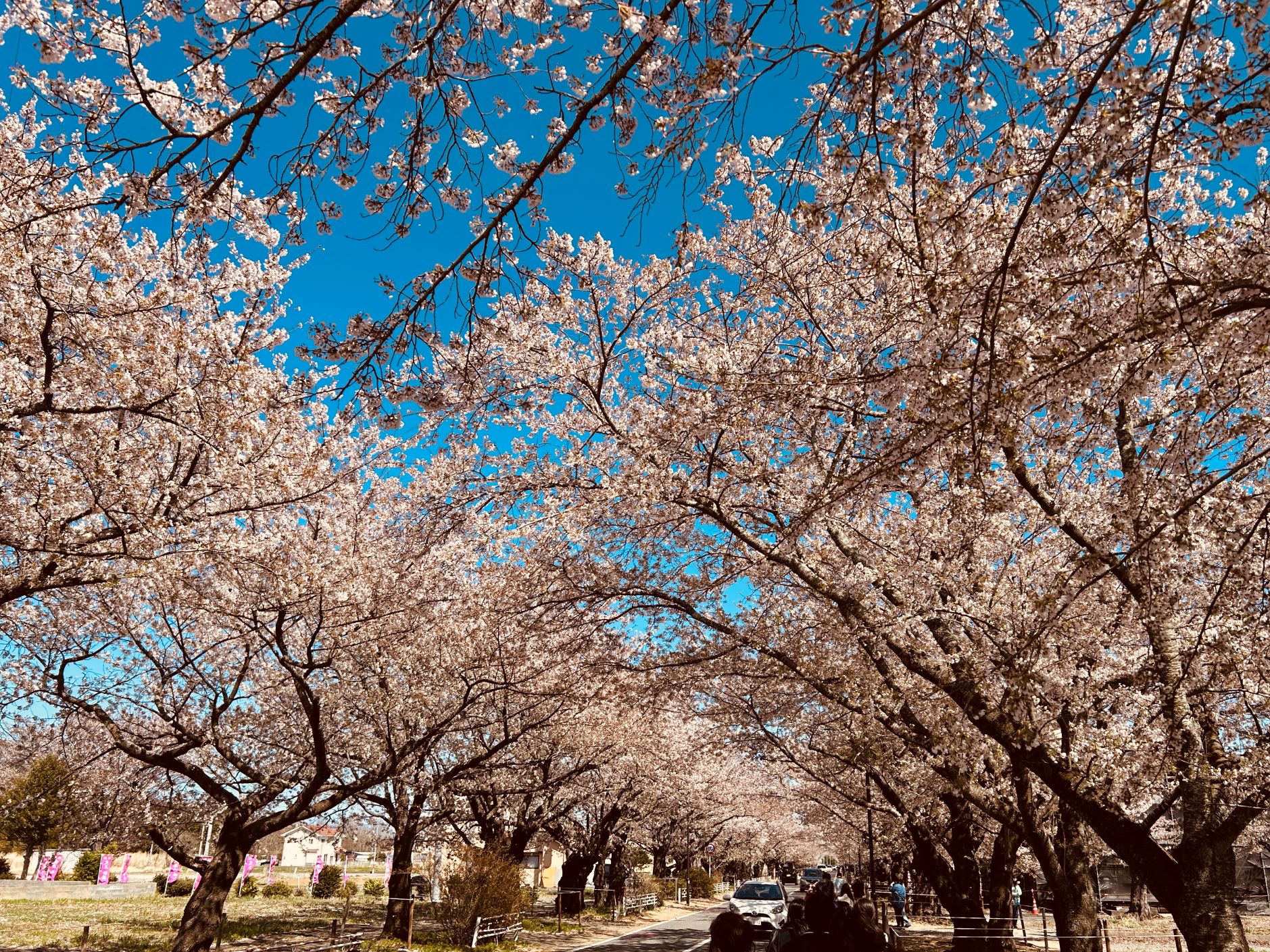 桜並木のトンネル