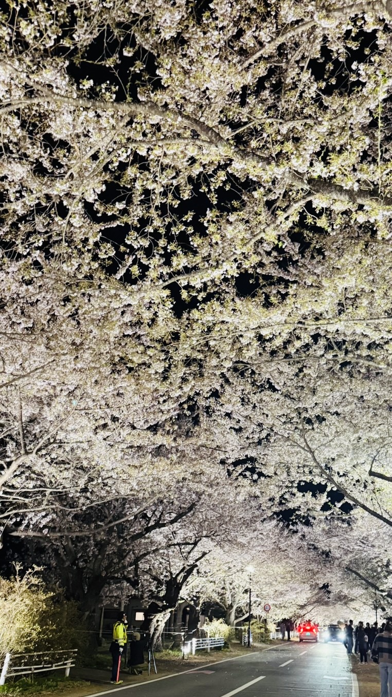 夜の森桜並木 ライトアップ