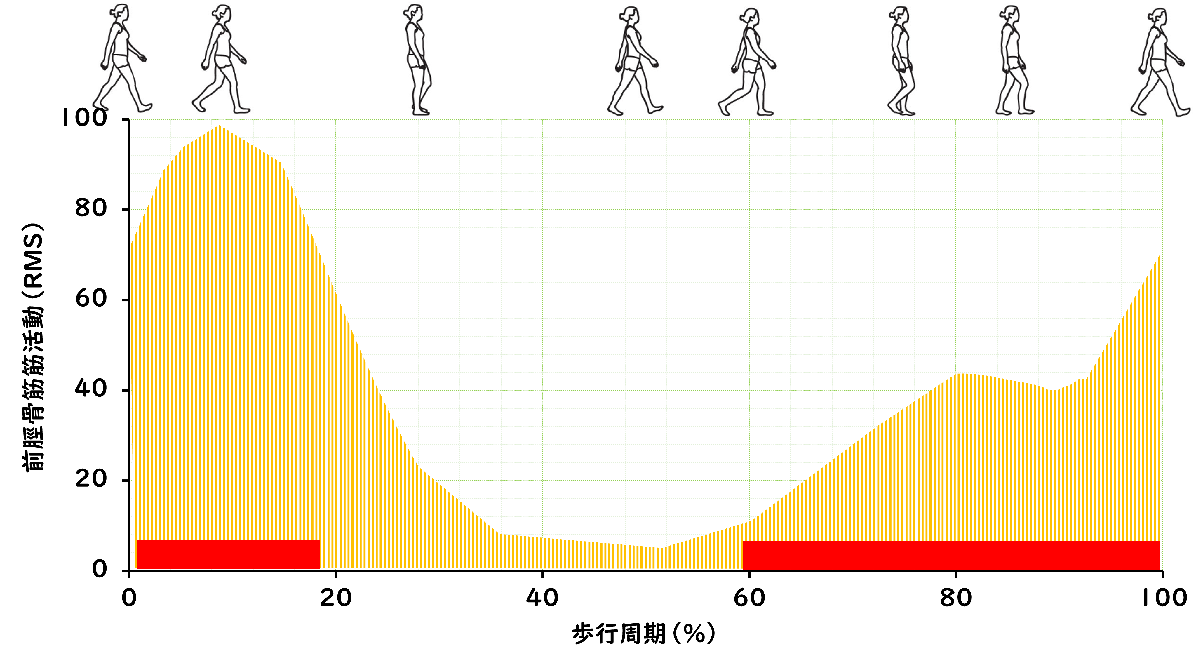 運動分析学入門：歩行分析（重心の運動と筋活動）