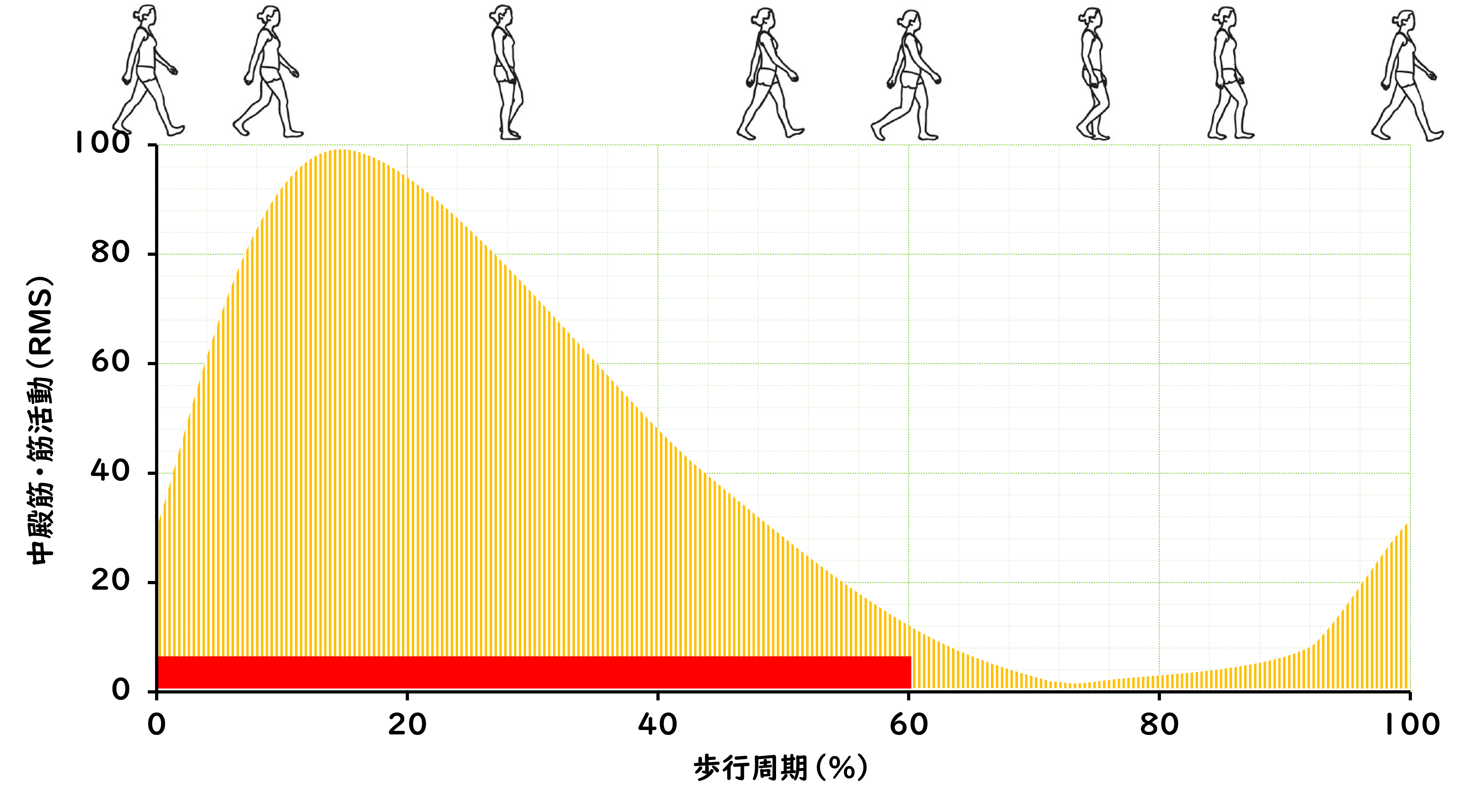 運動分析学入門：歩行分析（重心の運動と筋活動）