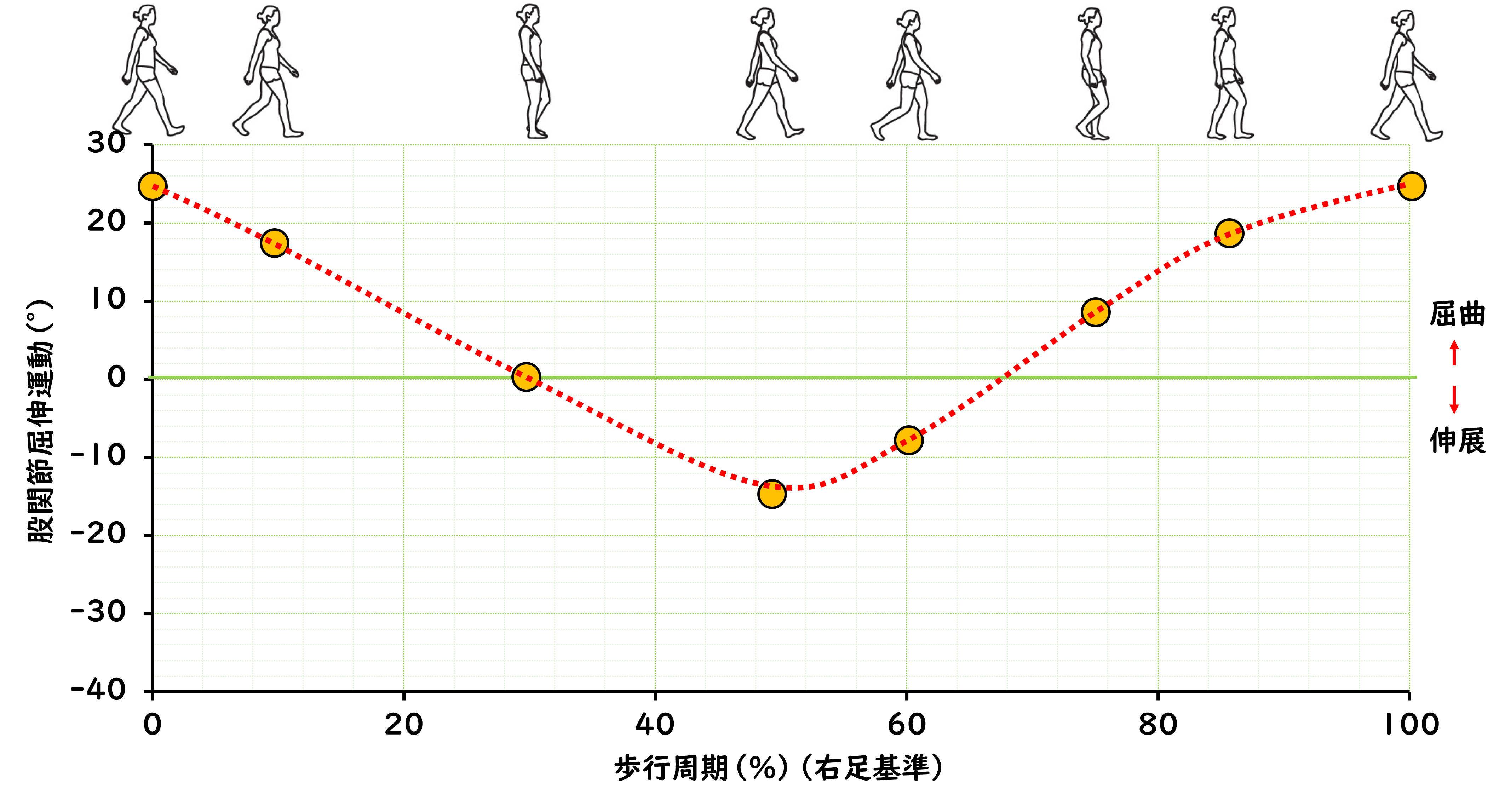 運動分析学入門：歩行分析（重心の運動と筋活動）