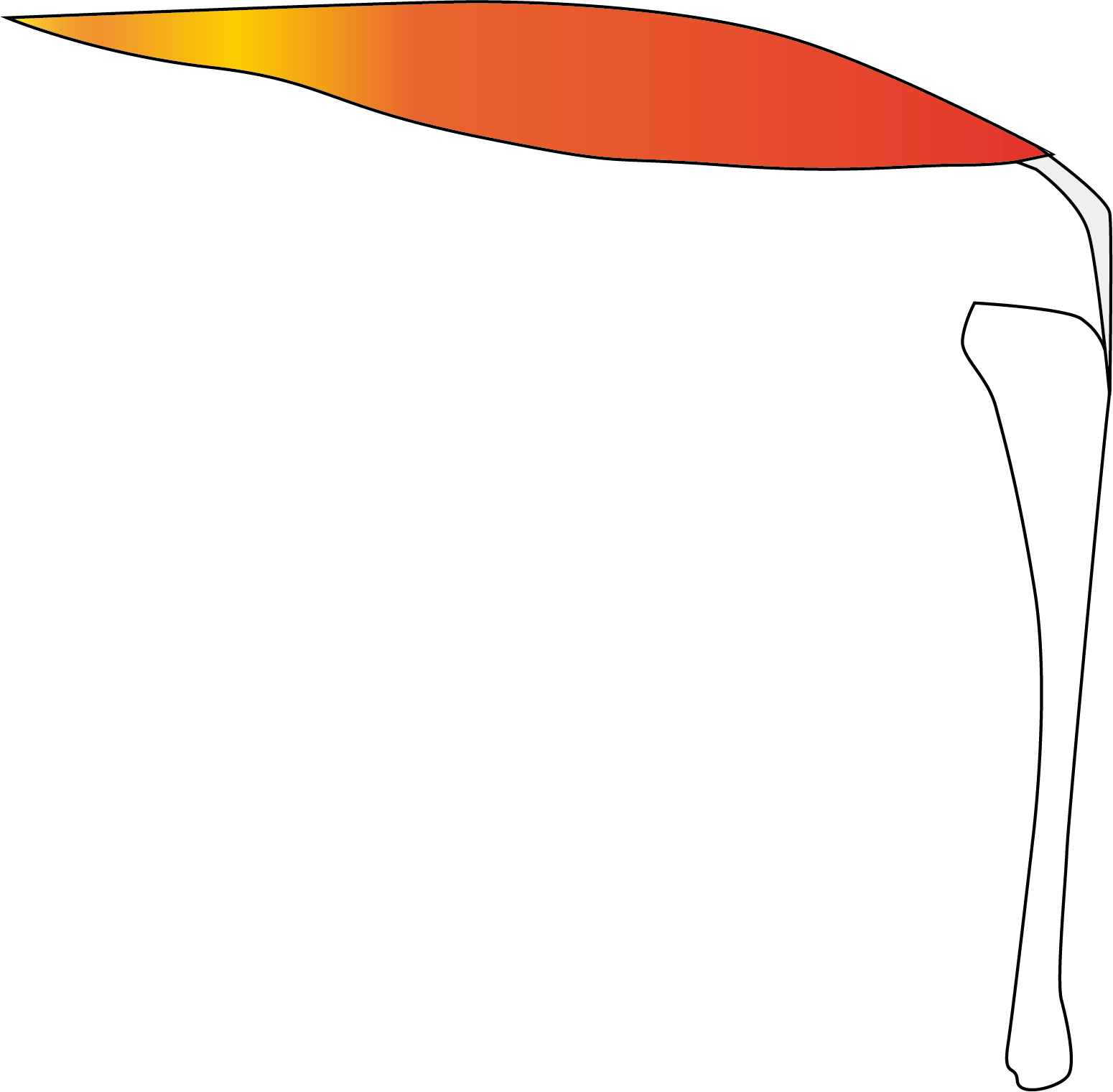 脛骨と大腿四頭筋