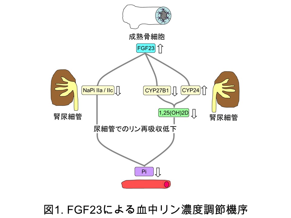 fgf23figure01