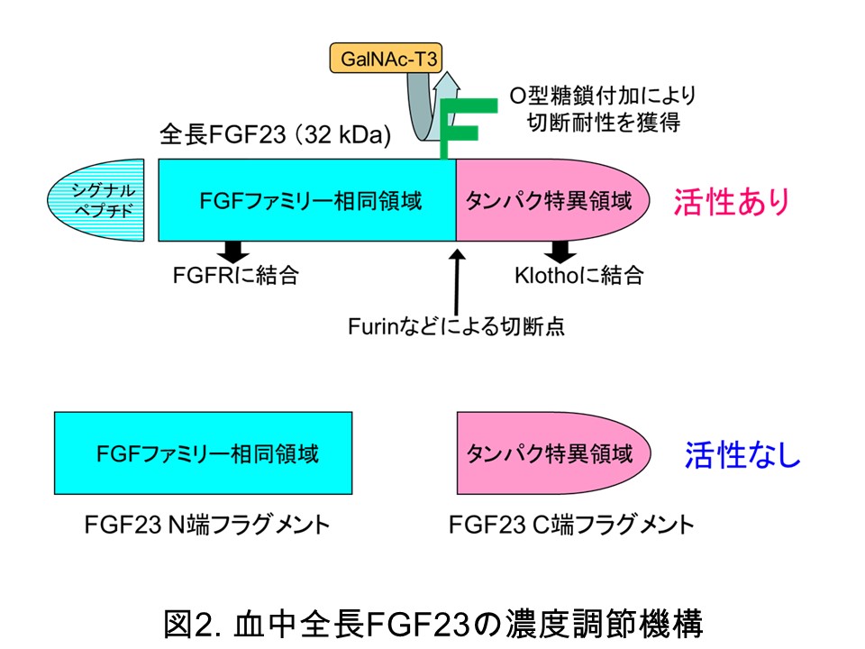 fgf23figure02