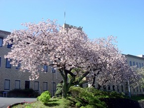 島田療育センター
