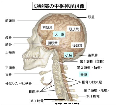 Neuroinfo Japan 構造