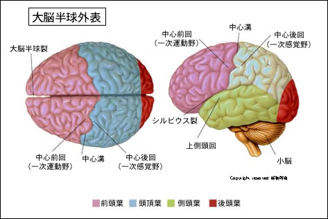 Neuroinfo Japan 構造