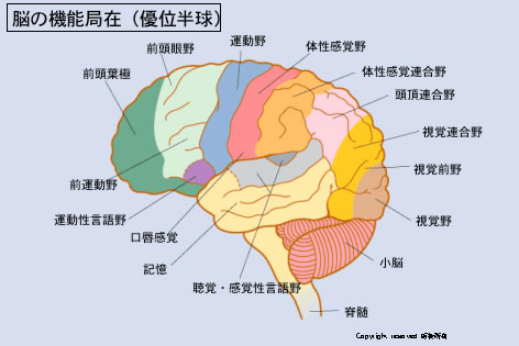 Neuroinfo Japan：脳とそれをささえる器官のしくみ
