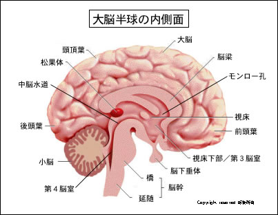 Neuroinfo Japan：脳とそれをささえる器官のしくみ