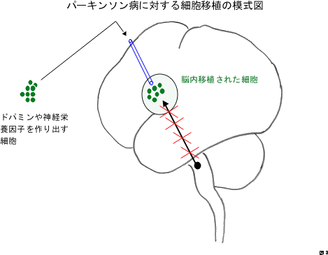 Neuroinfo Japan 脳の再生医療