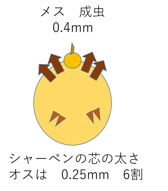 ヒゼンダニのメスのイメージ